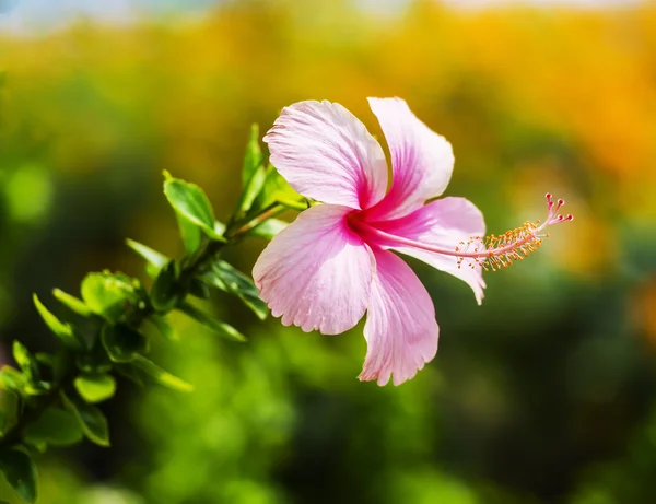 Tropical flower on garden — Stock Photo, Image