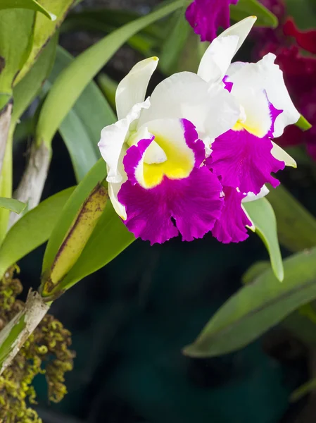 Kwiaty Orchid na charakter — Zdjęcie stockowe