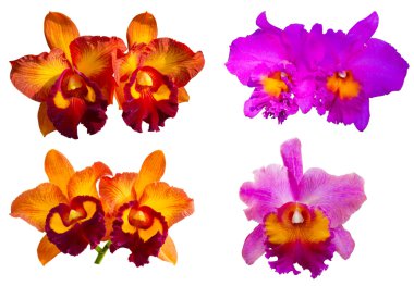 güzel orkide çiçekler