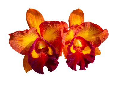 çiftlik orkide çiçekleri