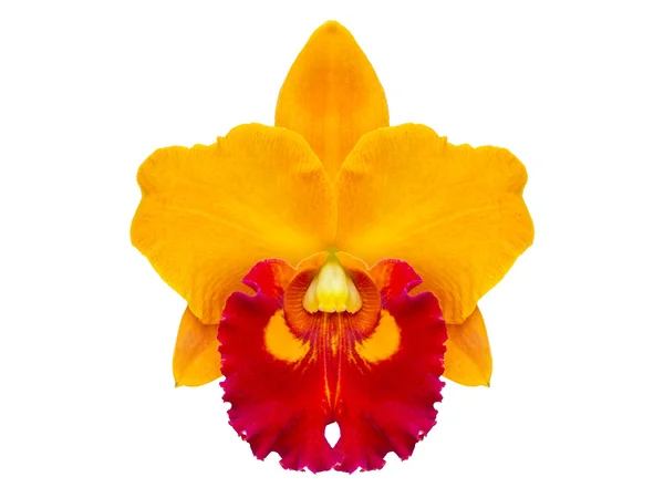 Flor de orquídea midificada aislada — Foto de Stock