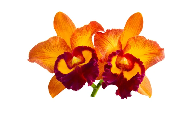 Beautiful orchid flowers — Stock Photo, Image