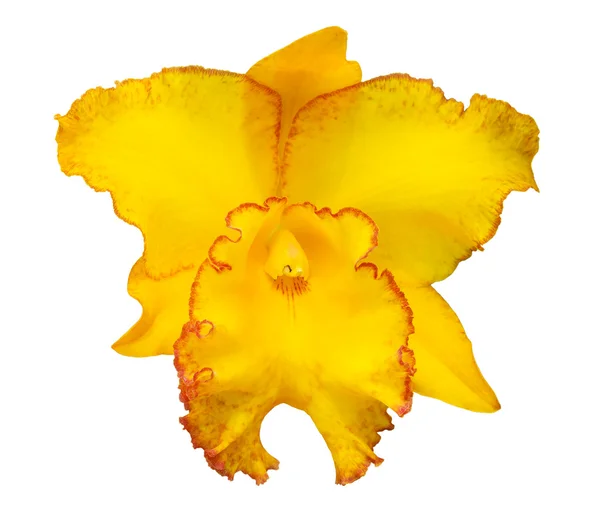 Flor amarilla de la orquídea del cattleya — Foto de Stock