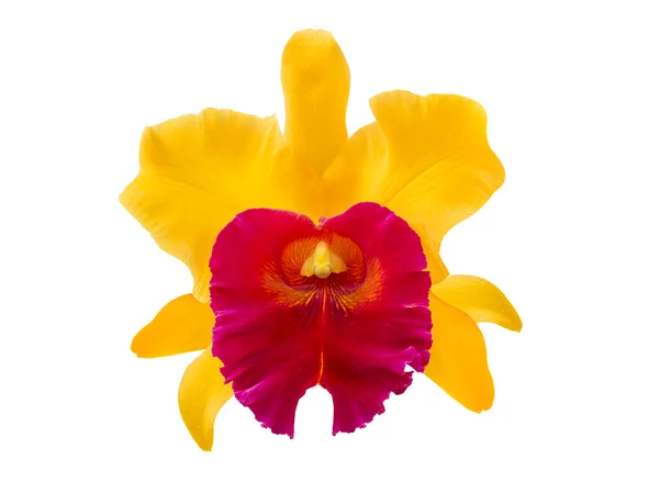 Bunte Orchideenblume auf weißem Grund — Stockfoto