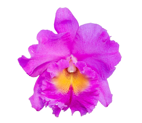 Orchideenblume auf weiß — Stockfoto