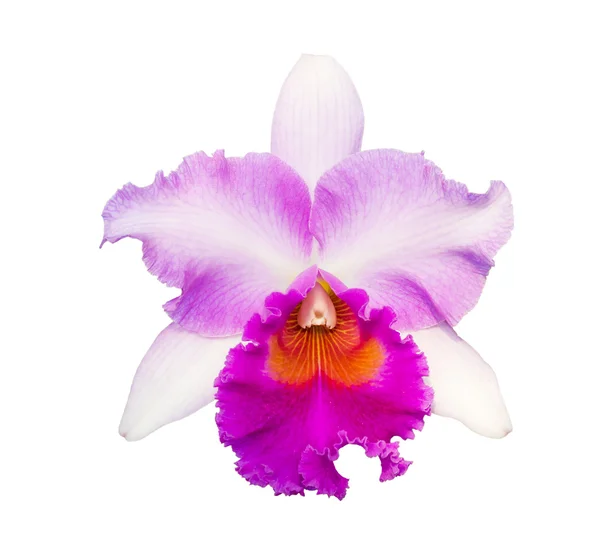 Orchidej květina na bílém pozadí — Stock fotografie