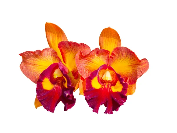 Flores coloridas de la orquídea —  Fotos de Stock