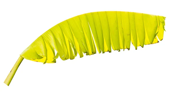 Foglia di banana isolata su bianco — Foto Stock