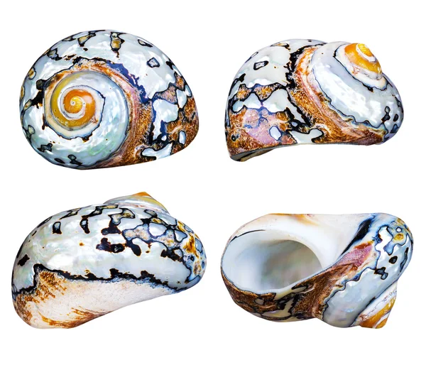 Sea shell geïsoleerd — Stockfoto