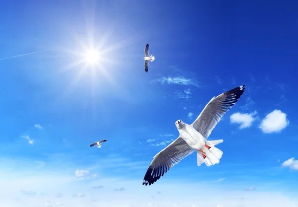 Seagull on blue background — Stock Photo, Image