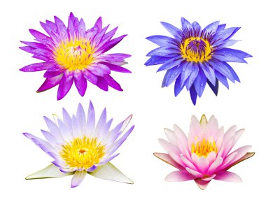 farklı tip lotus çiçekleri