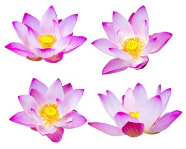 Beyaz üzerine nilüfer çiçeği