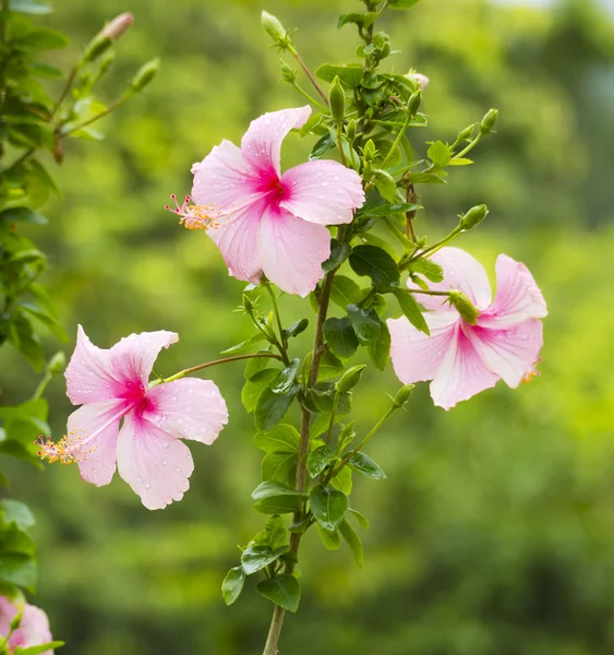 Rosa hibiskus, tropisk blomst – stockfoto