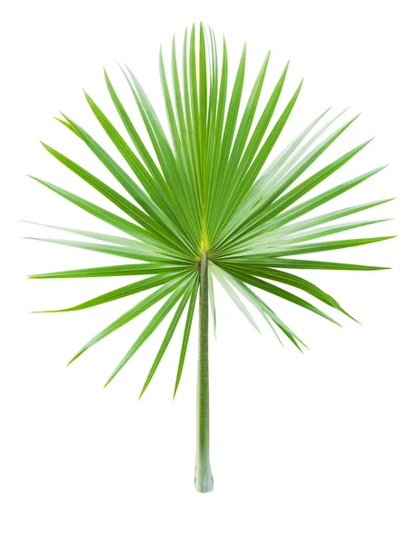 Palm leaf on white background — Stock Photo, Image