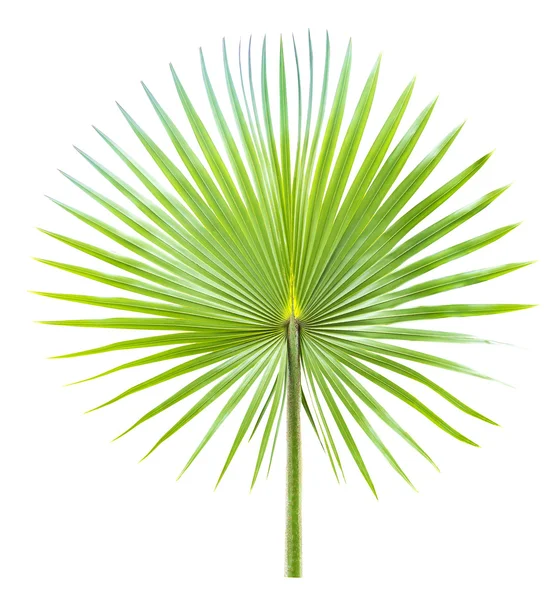 Green palm leaf — Stock Photo, Image