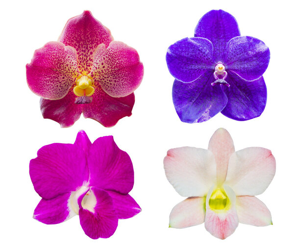 colorful orchid on white