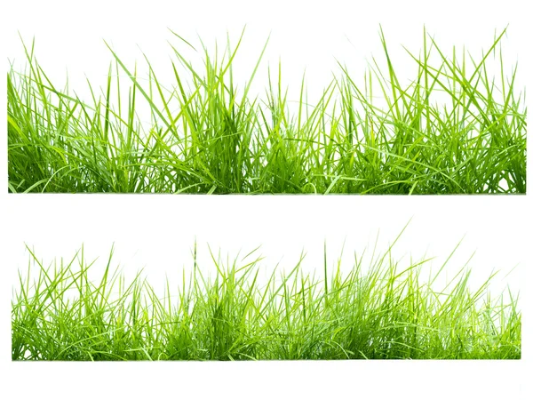 Hierba verde sobre blanco —  Fotos de Stock