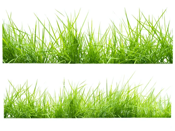 Green grass on white — Stock Photo, Image