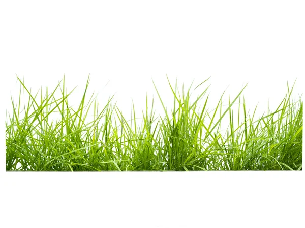 Green grass on white — Stock Photo, Image