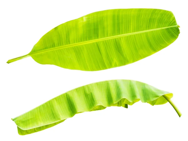 muz yaprağı üzerinde beyaz izole