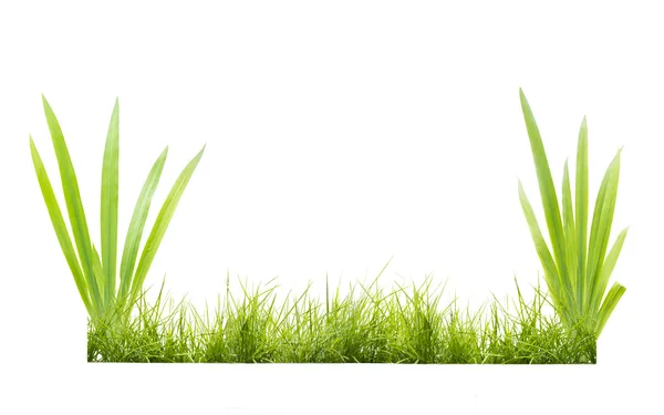Зелена трава на білому — стокове фото