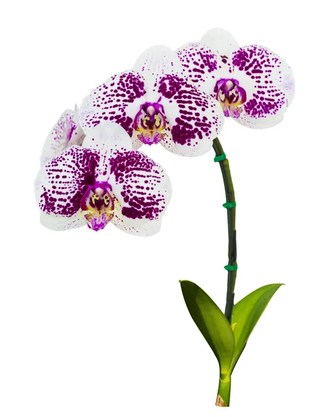 Flores de orquídea en blanco — Foto de Stock