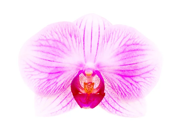 Flor de la orquídea en blanco — Foto de Stock