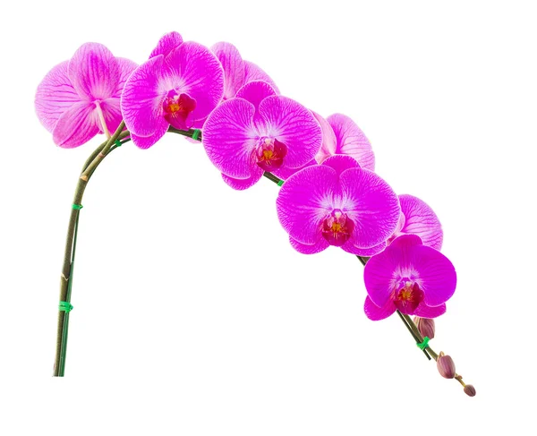 Fleur d'orchidée sur fond blanc — Photo