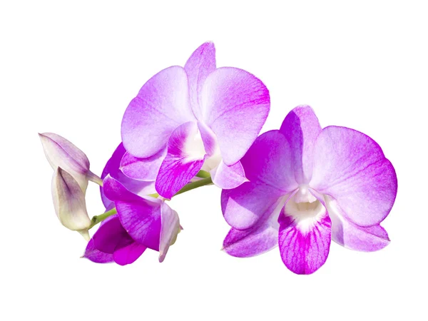 Orchideenblume auf weiß — Stockfoto