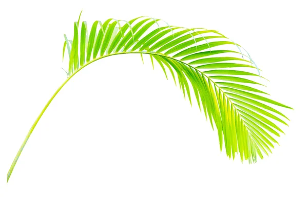Zelený list palmy izolovaných na bílém — Stock fotografie
