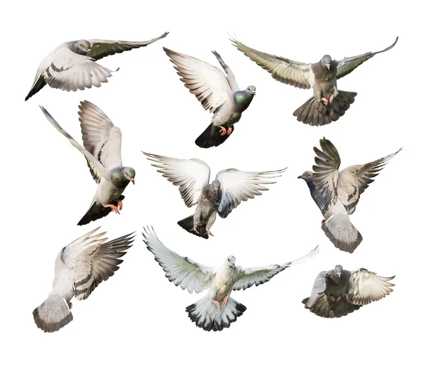 Different actions of flying pigeon — Stock Photo, Image