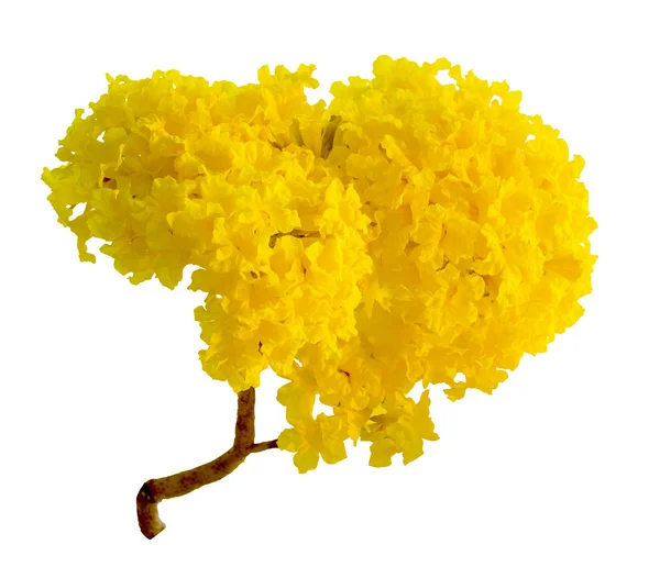 Yellow india flowers isolated on white — Stock Photo, Image