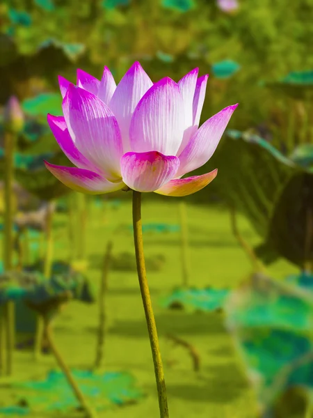 Lotus flower on white — Stock Photo, Image