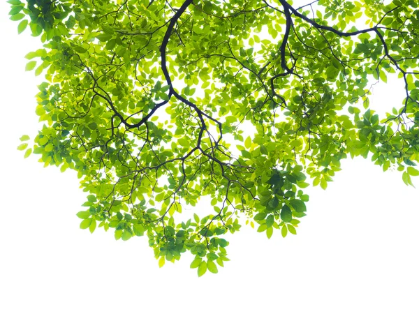 Groene bladeren geïsoleerd op wit — Stockfoto