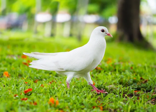 Pigeons debout sur l'herbe — Photo