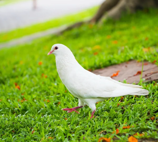 Pigeons debout sur l'herbe — Photo