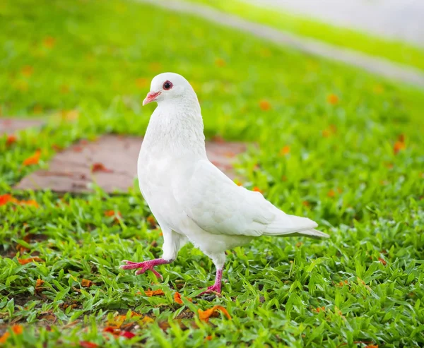 Pigeons standing on the grass in a city — Stock Photo, Image