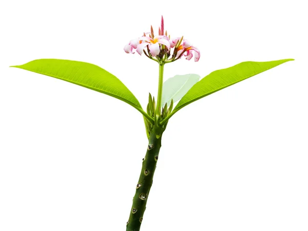 Plumeria kwiat na białym tle — Zdjęcie stockowe