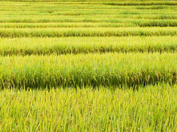 Rijst in het veld — Stockfoto