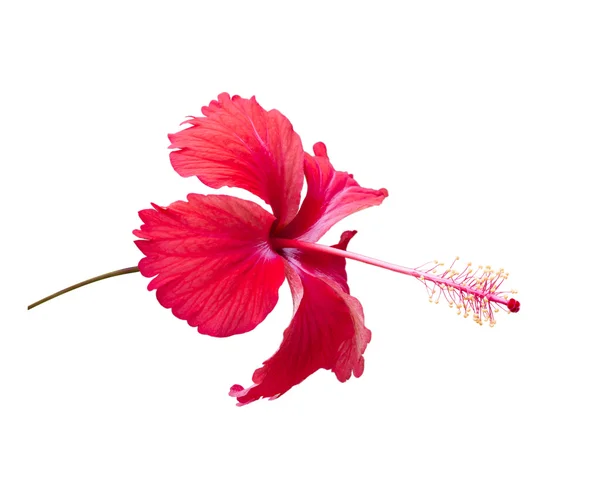 Hibiscus rojo, Flor tropical sobre blanco — Foto de Stock