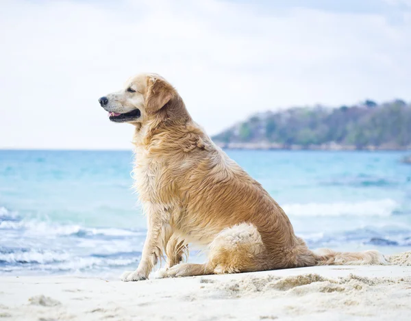 Samotny pies na brzegu — Zdjęcie stockowe