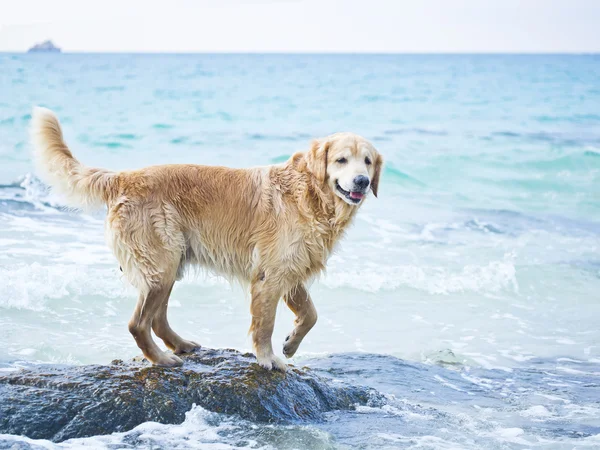 Одинокая собака на берегу — стоковое фото