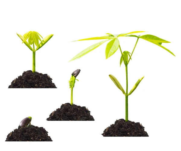 Step of growing plant sprout — Stock Photo, Image