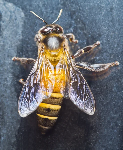 Close up of bees in nature — Stock Photo, Image