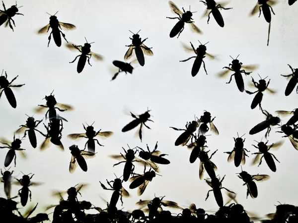Пчелы на прозрачном стекле — стоковое фото