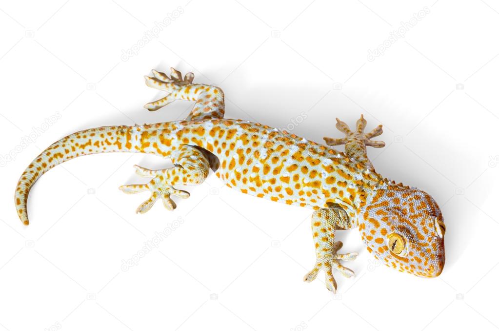 Gecko climbing
