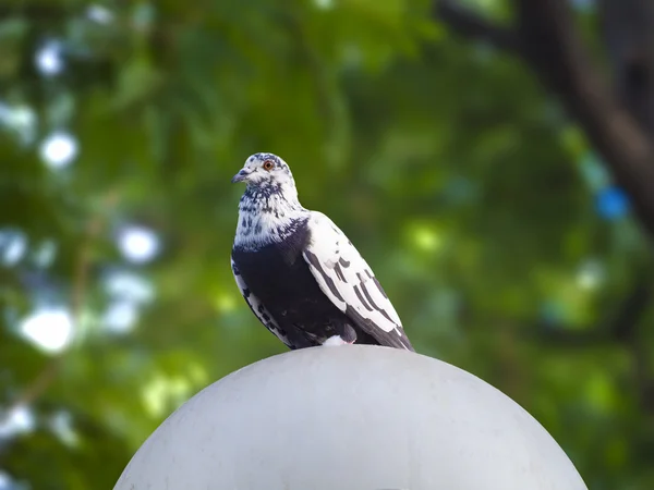 Piccione uccelli in stagione d'amore nel parco — Foto Stock