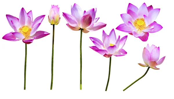 Magenta Lotusblüten isoliert — Stockfoto