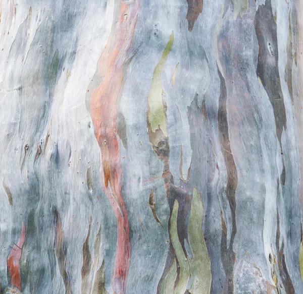 Πολύχρωμο δέντρο φλοιός στην φύση, — Φωτογραφία Αρχείου