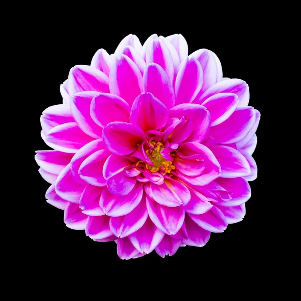 Dalya çiçeği beyazda izole edilmiş